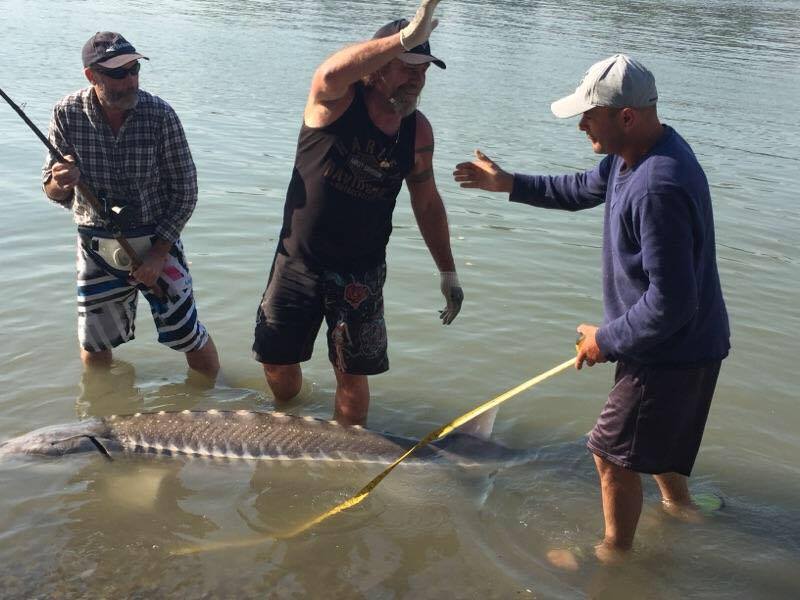 Funky's Fishing Vacations, Sturgeon Fishing BC